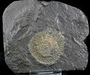 Dactylioceras Ammonites - Posidonia Shale #23104-1